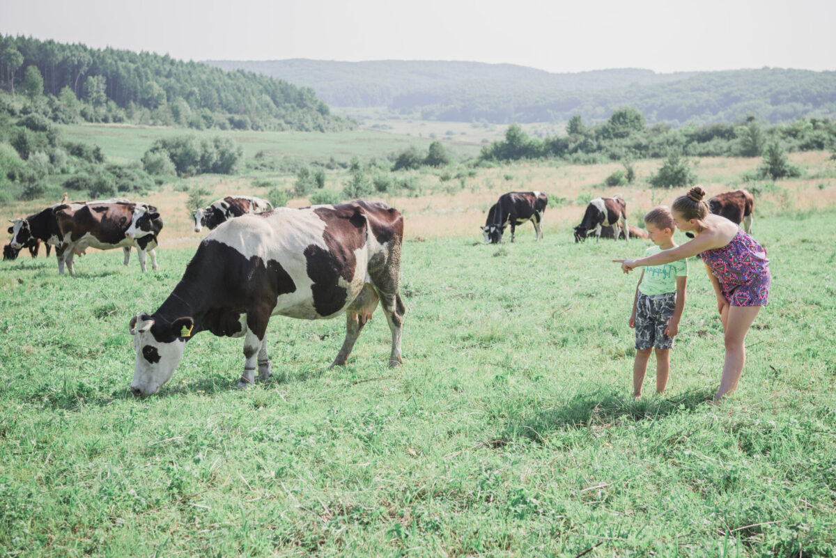 Améliorer la compétitivité et soutenir les familles d'entreprises touchées par le conflit dans l'est de l'Ukraine dans le secteur laitier